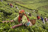 肯尼亚红茶的口感到底怎么样滋味如何