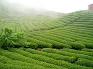 茶叶知识大讲堂为什么高山茶优于平地茶
