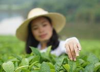 茶叶的不同分类中哪种茶叶适合做成茶珠