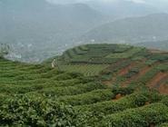 安徽茶文化有哪些特色及该文化的历史