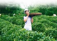 山东茶叶历史如何发展的及其茶叶种类