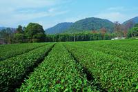 中国最靠北的江北茶区所产茶叶的特点