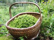 茶道养生：不同季节茶叶的特性