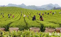 依托茶文化和茶园发展茶旅湄潭县打造特色茶旅度假城