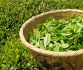 区分红茶与绿茶最精准的是加工！