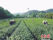 杭州举行谷雨茶会百名老外体验中国茶文化