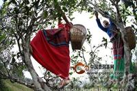 茶出勐海—勐海县民族茶文化巡礼