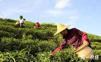 广东梅州：丰顺县将举办2018山茶文化节提升丰顺山茶产业