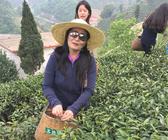 CRI蒙古籍记者信阳体验中国茶文化