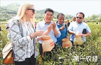 安徽施集万亩茶园开采合肥茶文化节引游客