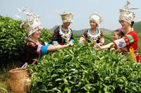 你可曾听说过关于侗族的煮油茶文化