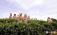 民间宝贵的文化遗产茶歌的历史来源