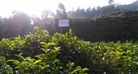 【大美六堡·大讲堂】之六堡茶树——（二）六堡茶树的品类