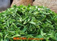 茶叶种类有哪些中国八大茶叶的种类