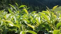 群体种、农家品种、良种……你都分得清吗？喝茶高手必须知道！