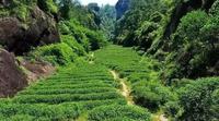 武夷山的茶起源于哪儿？
