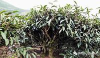 优良茶树品种——铁观音