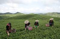 制茶过程中哪些工艺会影响福鼎白茶萎凋？