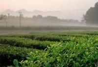 凤冈锌硒茶的产地介绍
