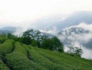 台湾高山茶的品种分类！