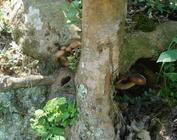 野生茶树菇的营养功效