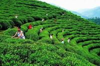 中国著名绿茶都有哪些