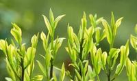 安吉白茶的生长环境是怎样的？
