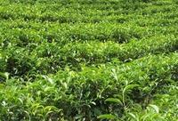 滇红茶叶产地主要是哪里