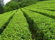 影响日照绿茶的价格的主要因素
