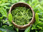 绿茶特种茶六安瓜片多少钱一斤