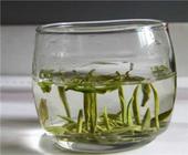解析信阳毛尖属于绿茶吗