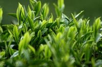 绿茶之西湖龙井的保存方法有哪些