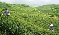 绿茶减肥法原理介绍