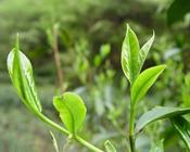 什么绿茶可以减肥呢 绿茶减肥效果怎么样？