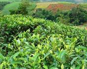 滇红茶加工技术 主要有四步