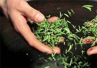 竹叶青茶业市场价格受什么影响
