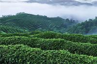 竹叶青茶作用是什么？