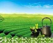 山东省的日照绿茶产于哪里
