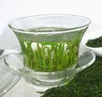 品日照绿茶 感受齐鲁绿茶文化