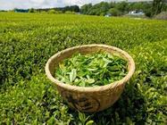 日常品味的铁观音属于什么茶呢?