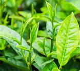 铁观音属于什么绿茶呢?