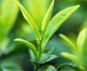 庐山云雾茶保存期限是多久呢?
