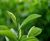 庐山云雾茶是什么样的绿茶呢?