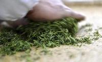 绿茶的起源从何而来