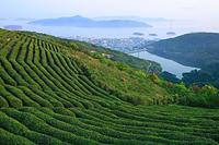 你可知道绿茶产地有哪些广州产绿茶吗