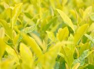 喝绿茶可以减肥吗绿茶有啥功效