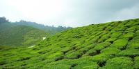 湖南生产茶的种类有哪些，及其特点功效