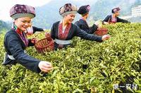 六堡茶是如何采摘制作的？六堡茶的采摘制作工艺全流程