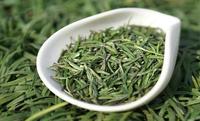 湄潭翠芽是绿茶吗？
