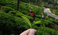 锡兰红茶和中国茶的区别有哪些?